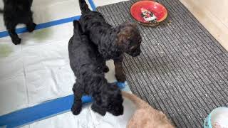 PUGET SOUND STANDARD POODLES PRESENTS OUR SABLE PUPPY by Puget Sound Standard Poodles 367 views 2 years ago 1 minute, 48 seconds