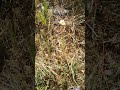 Chamomile/Mayweed (genus Anthemis or Anacyclus)