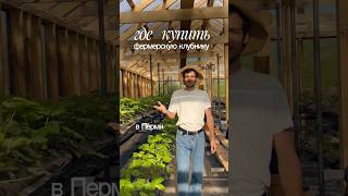 Клубника у Фрау на ферме #shorts #farmer #perm #пермь #пермьактивная #клубника #strawberryfarming