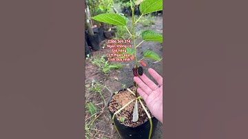 Cây Dâu tằm Nam Mỹ tứ quý | 0386569374 - Ngọc Ngân Bến Tre | Chuyên cây độc lạ