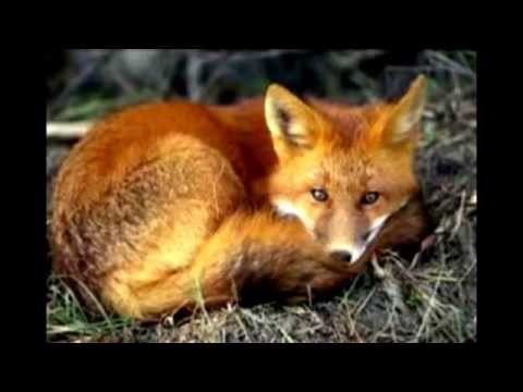 Video: Kaip Gyvūnai Ruošiasi žiemai
