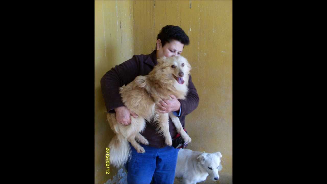 Animalinneed: This is Pommer!