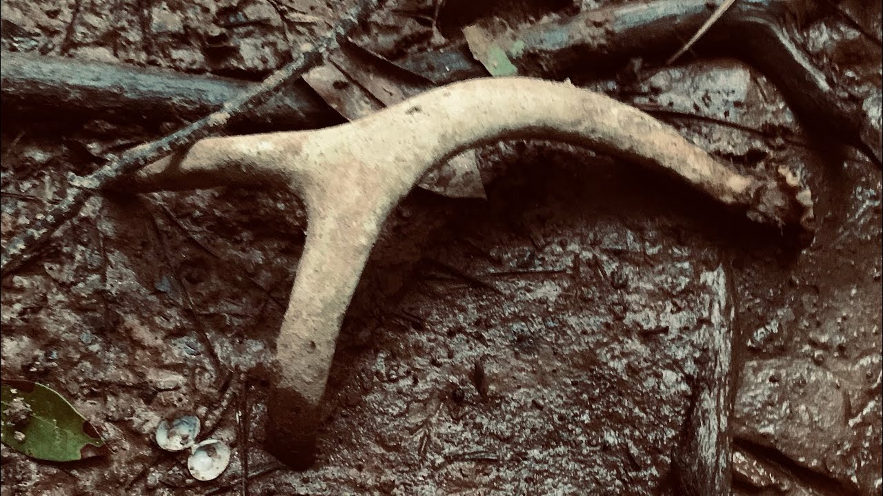 “Wild Boar Skull, Deer Sheds & More, Bass Fishing & Arrowhead Hunting North Georgia”
