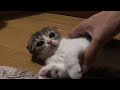 寝ぼけている子猫を寝床に運ぶ【スコティッシュフォールド】
