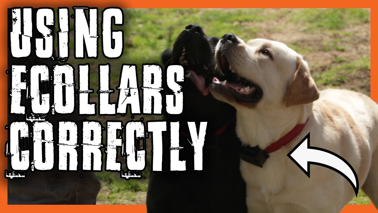 E-Collar Training | What You Need to Know To Use Them Safely - YouTube