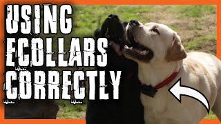 E-Collar Training | What You Need to Know To Use Them Safely