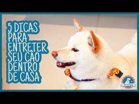 Vídeo: 4 maneiras de fazer seus dois cães pararem de brigar