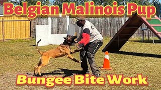Bite Work On Tie Down Bungee With Young 8 Month Old Belgian Malinois Pup
