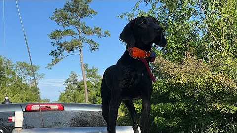 Hog hunt in Florida with dogs.