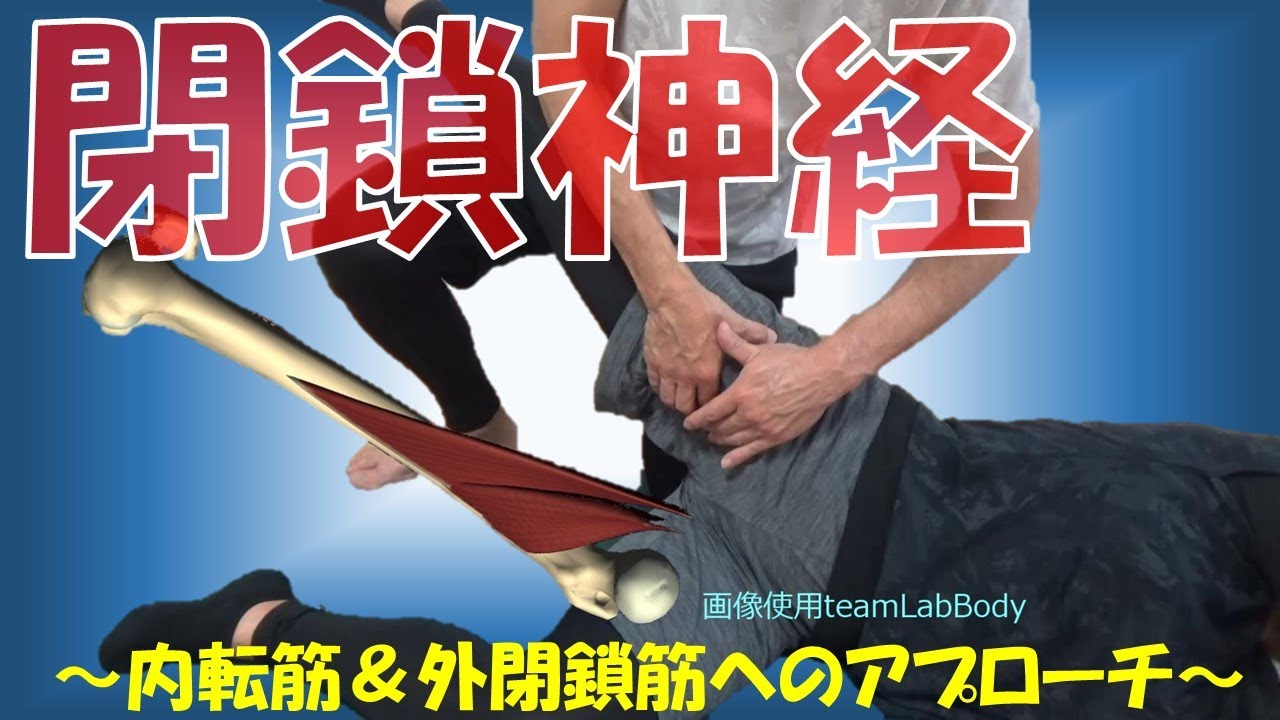 vol.348 閉鎖神経リリース法‼ ～股関節、大腿部の痛みに対する１つのアプローチ法～