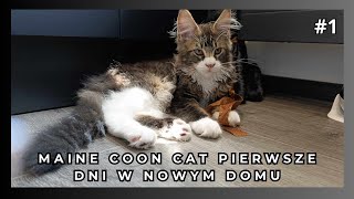 MaineCoon Cat Hitman pierwsze dni w nowym domu.