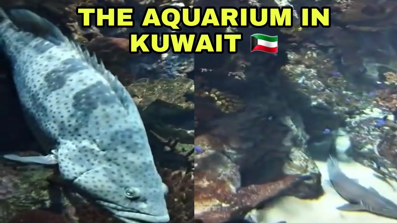 KUWAIT'S AQUARIUM 🇰🇼 YouTube