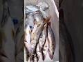 Robalo e pescada.#fishing #pescaria #pesca ##fish
