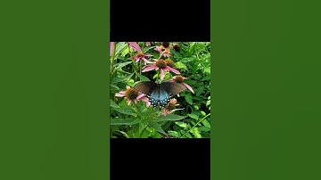 Thumbnail of #Gardening # Butterflies # Beautiful flowers.