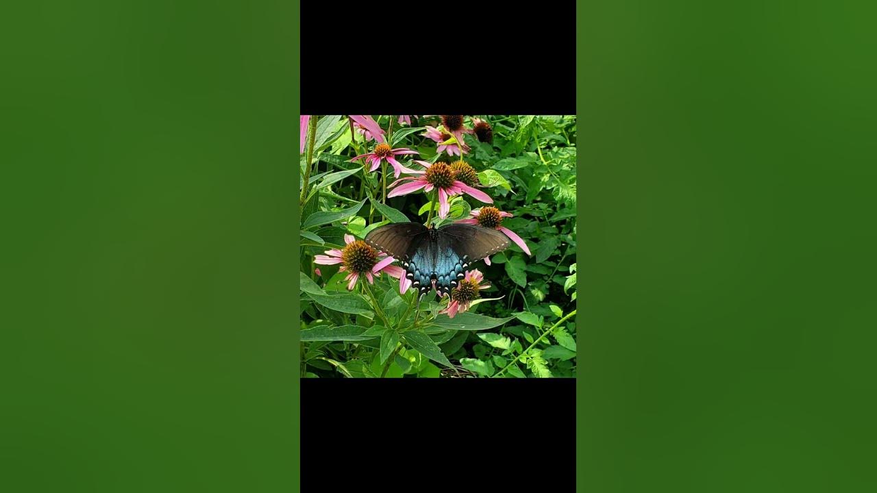 #Gardening # Butterflies # Beautiful flowers.