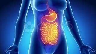 Female Guts Stomach Anatomy In Blue X-Ray Loop. Stock Footage screenshot 2