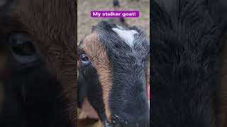 Everyone Needs A Stalker Goat