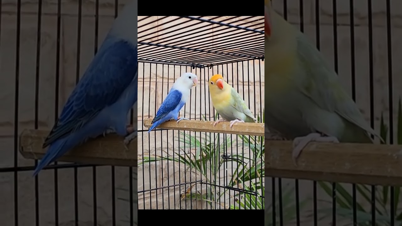 Beautiful Love Bird Pair 🐦 