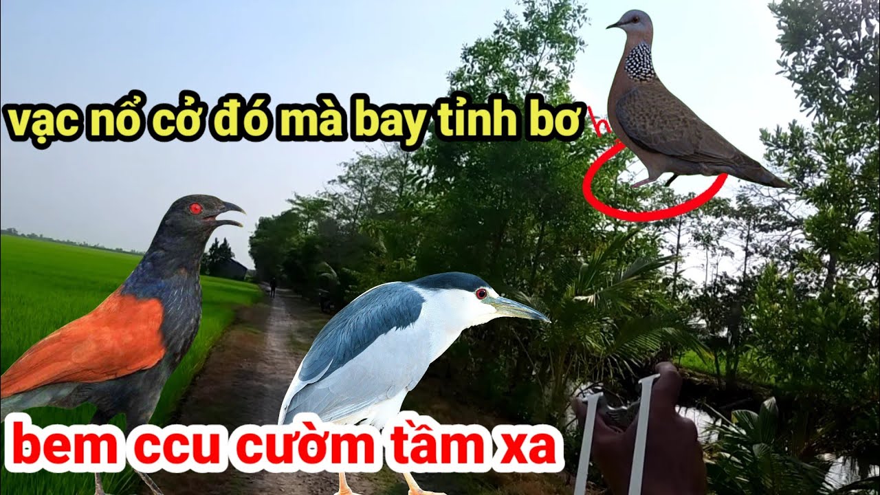 NVN vlog _ kết hợp những chuyến đi săn cùng đồng đội nhí