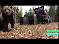 Спасенные прошлой зимой в Прилузье медвежата Ворчун и Толстун вернулись в Коми.