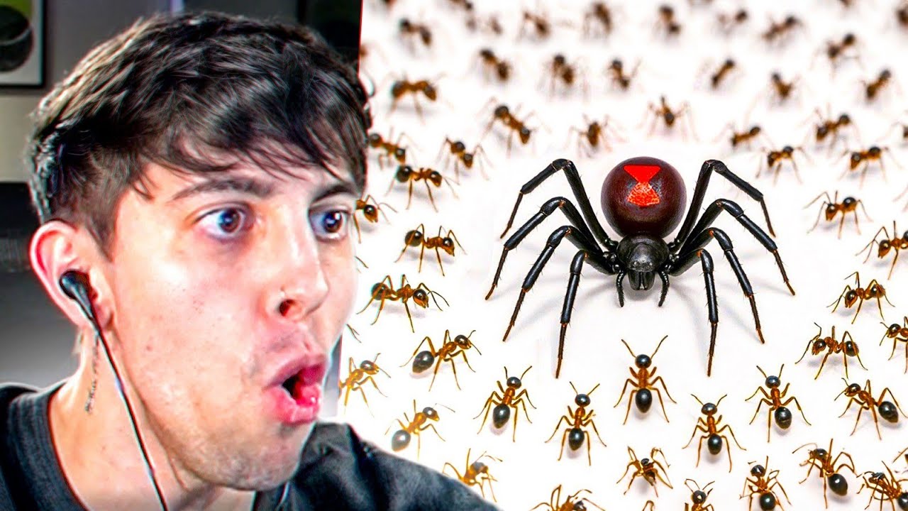 1,000 hormigas VS Viuda Negra ¿Quién gana? 