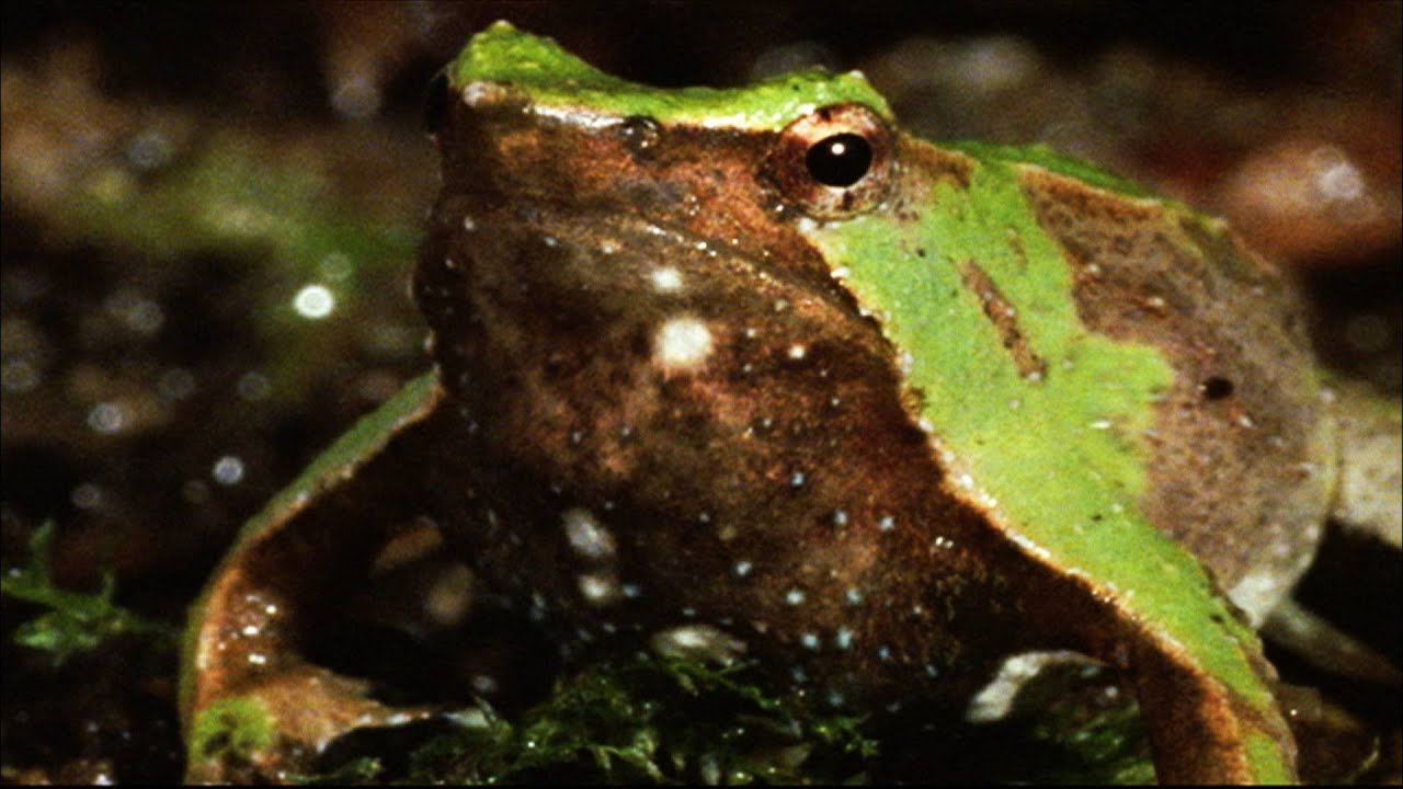 Why Is This Amphibian Called Vomit Frog?