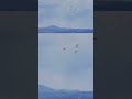 Two Boeing F/A-18 Super Hornet Fighter Jets Incident During Idaho Air Show | Geo News English