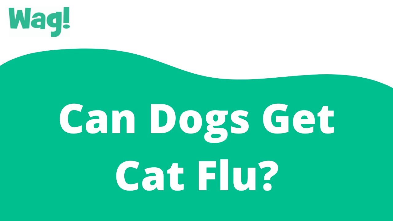 Can Dogs Get Cat Flu?