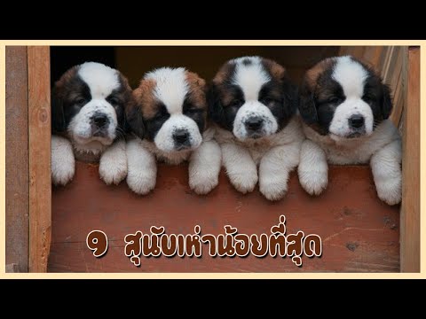 วีดีโอ: สุนัขตัวหนึ่งสามารถอยู่รอดได้ไหม?