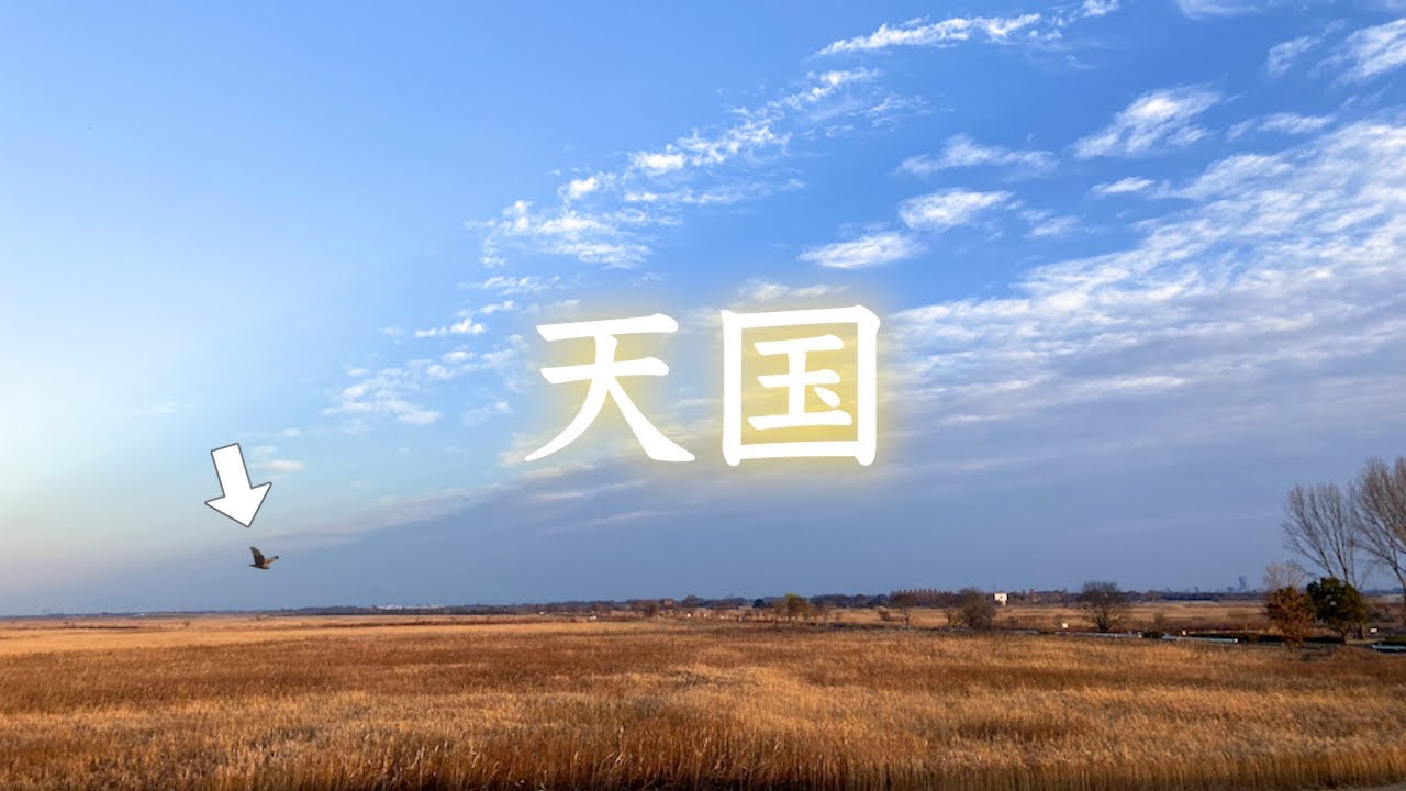 憧れの探鳥地に行ったら野鳥天国でした ！！《COOLPIX P950》