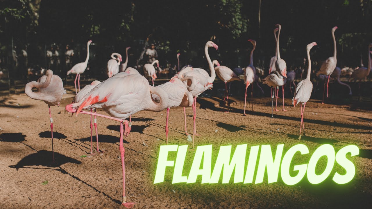 Fascinating Facts and Trivia About Flamingos: From Their Vibrant Plumage to Complex Mating Behaviors