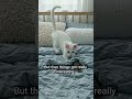 #cat #treanding #kitti #rat #pets #petsvlog #viral#pets world#treanding#viral#usa#southafrica