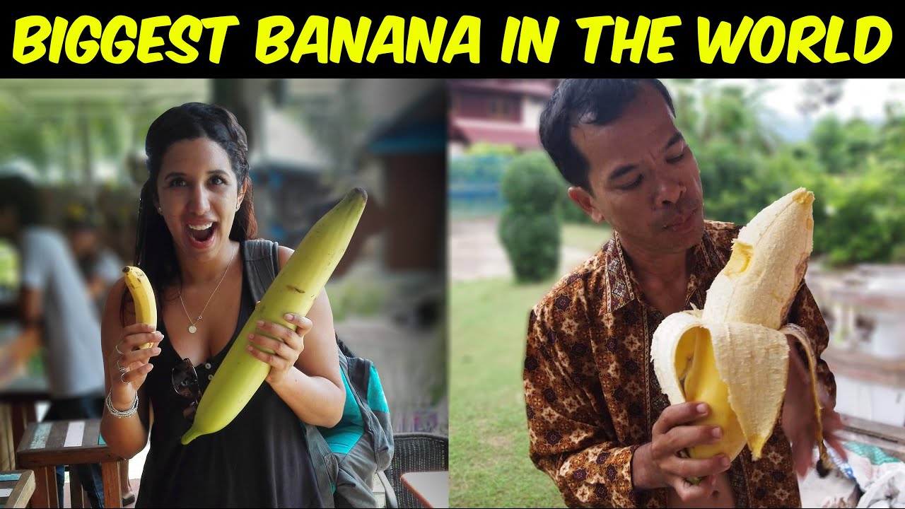 biggest banana, biggest banana in the world, biggest banana tree in the wor...