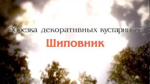 Шиповник. Обрезка декоративных кустарников. 15 Автор Николай Рабушко. ©