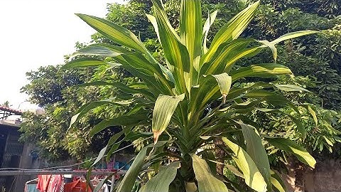 Ý NGHĨA PHONG THỦY CỦA CÂY THIẾT MỘC LAN.