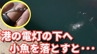 【夜釣り】港の電灯の下では色んな魚が釣れるよ【5種類＋1】※和歌山県南紀の港で夜釣りする動画