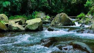Forest Whisper ASMR: River Flow & Birdsong | Relaxing Escape