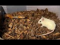 The Last Red Spitting Cobra Feeding Video 
