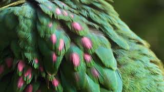 The Pearls Of A Pink-Spotted Fruit-Dove 4K