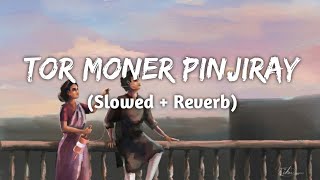 Download Lagu Tor Moner Pinjiray ( Slowed + Reverb) || Ankur Mahamud feat || Jisan Khan Shuvo || By KD Musix MP3