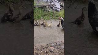 Happy Ducklings (Cairina Moschata) In Rain