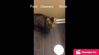Fuzz Cleaners Show The Angry Bird Lyrics