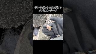 テトラポットの生き物でペペロンチーノ。