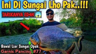 REKOR‼️ STRIKE MONSTER BAWAL SUNGAI OPAK | Casting Hampala Pakai WTD Dapat Bawal | Garnis Pancing 77