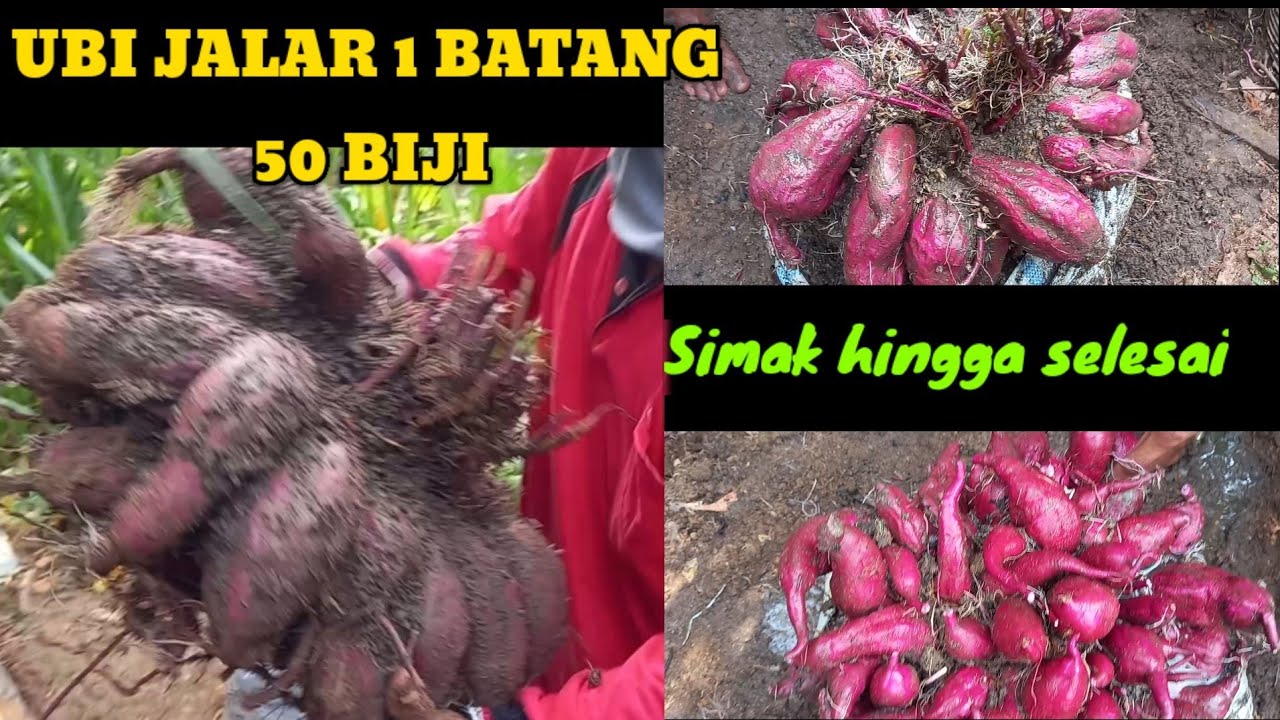 ubi jalar 1 batang 50 biji