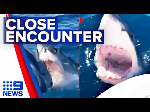 Terrifying moment great white shark mauls boat engine in Perth | 9 News Australia