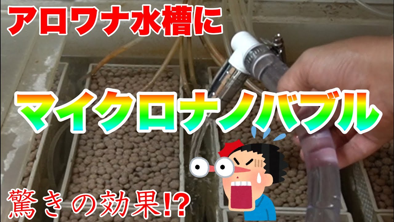 アロワナ水槽にマイクロナノバブルを導入！驚きの効果？