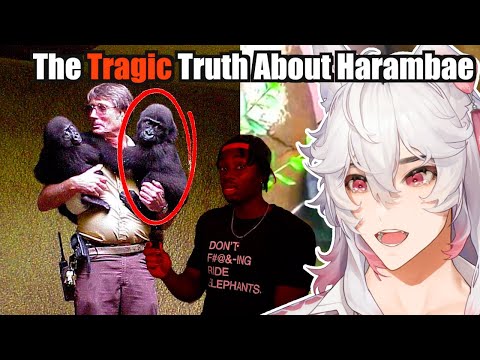Why Harambe's Death was the Right Choice for the Wrong Reasons || Casual Geographic React