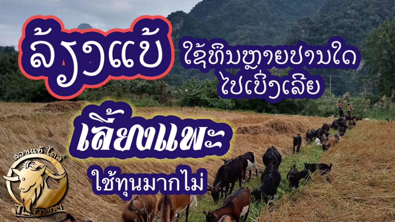 ລ້ຽງແບ້ ຕ້ອງລົງທຶນຫຼາຍປານໃດ # การเลี้ยงแพะต้องมีทุนมากแค่ไหน ไปดูคลิปนี้เลย