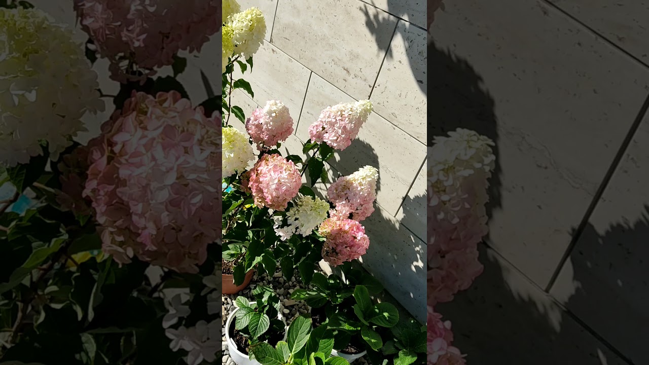 Гортензии Фрайз Мельба и Полярный Медведь 25.09.21